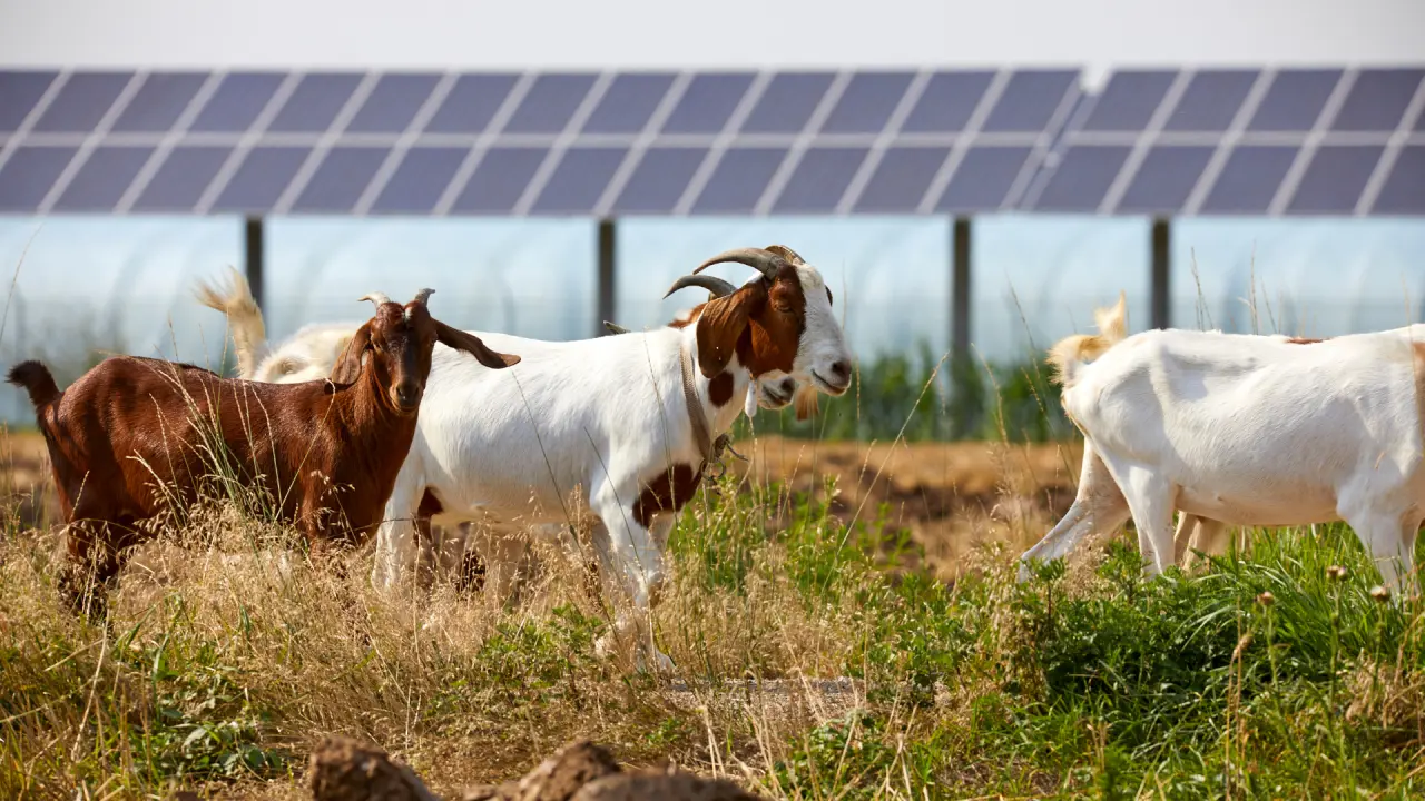 Eine landwirtschaftliche Fläche, die für Agri-Photovoltaik genutzt wird.