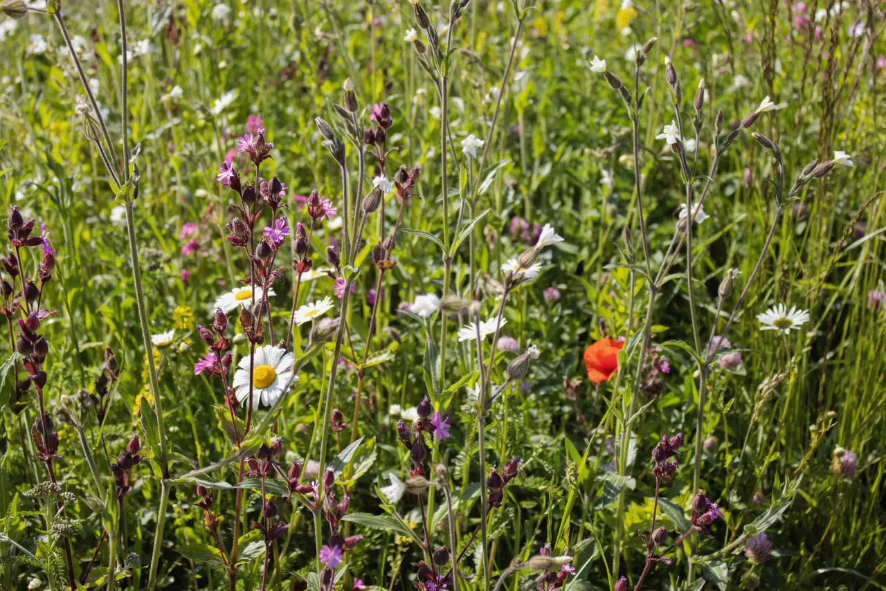 Blumenwiese mit heimischen Gräsern und Blumen